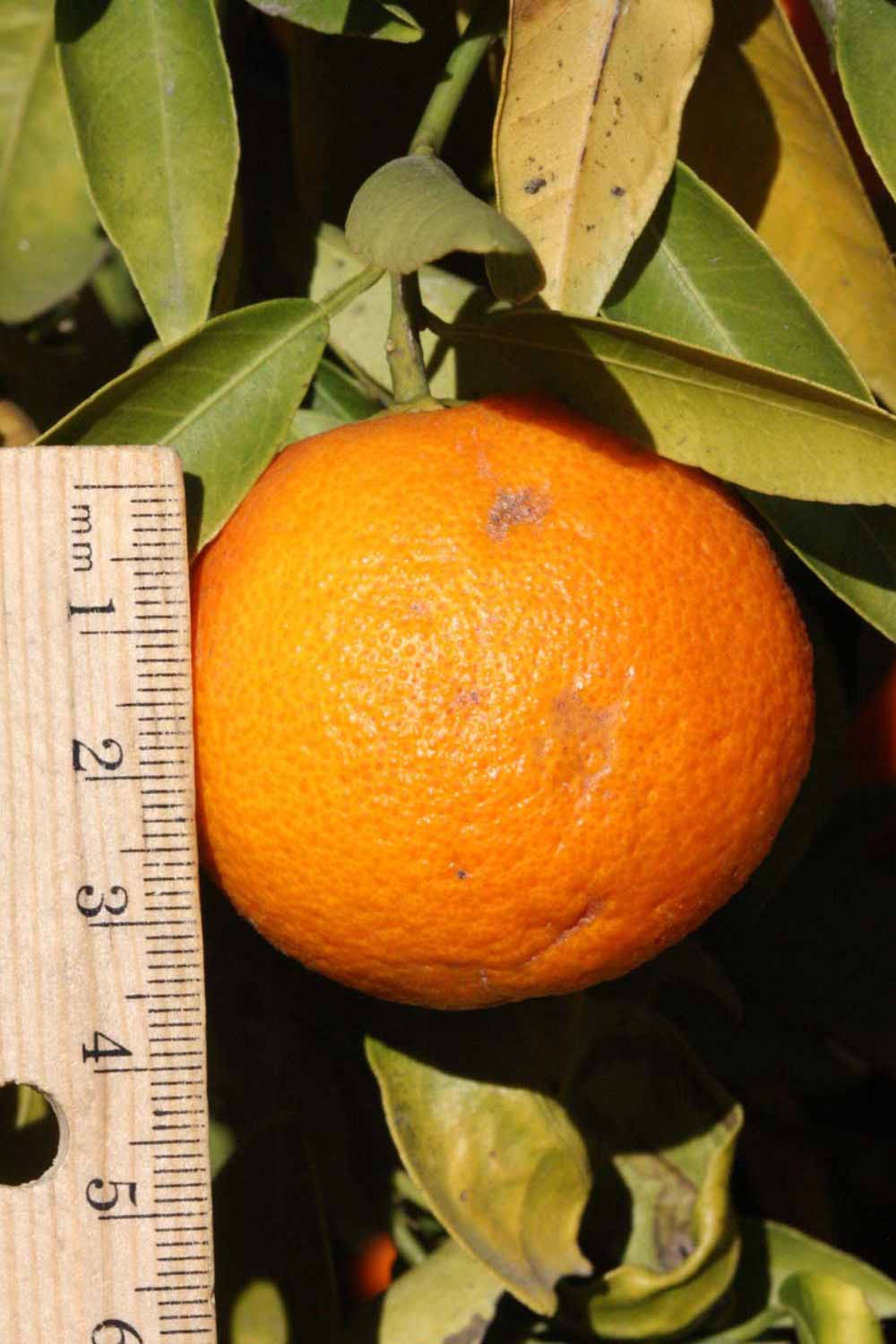              Fruit (Riverside, CA)       